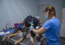 Refuerzan en El Marqués alerta sanitaria por casos de gusano barrenador