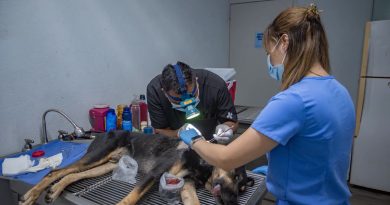 Refuerzan en El Marqués alerta sanitaria por casos de gusano barrenador