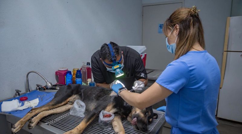 Refuerzan en El Marqués alerta sanitaria por casos de gusano barrenador