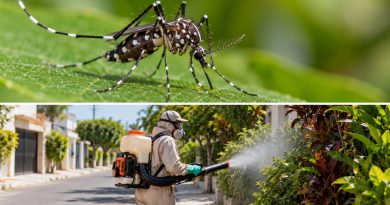 Registran baja incidencia de dengue en el Estado