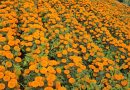 Dejará Día de Muertos 7 por ciento más en derrama económica Dejará Día de Muertos 7 por ciento más en derrama económica