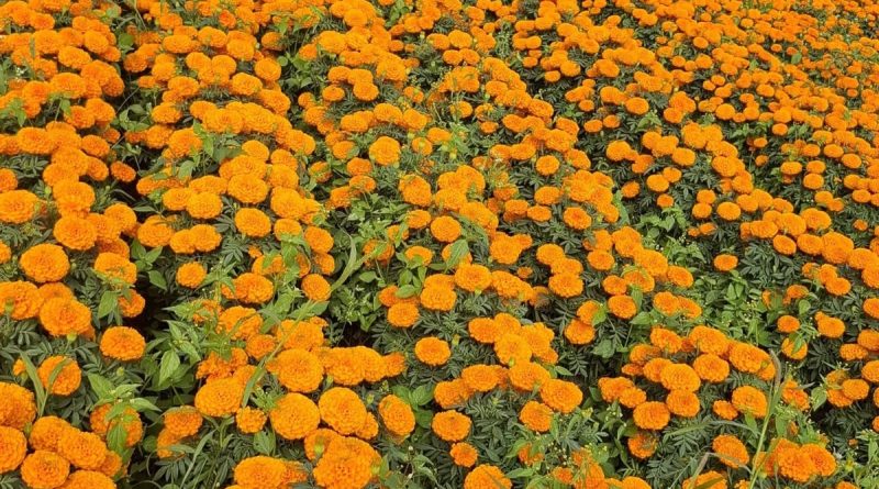 Dejará Día de Muertos 7 por ciento más en derrama económica Dejará Día de Muertos 7 por ciento más en derrama económica